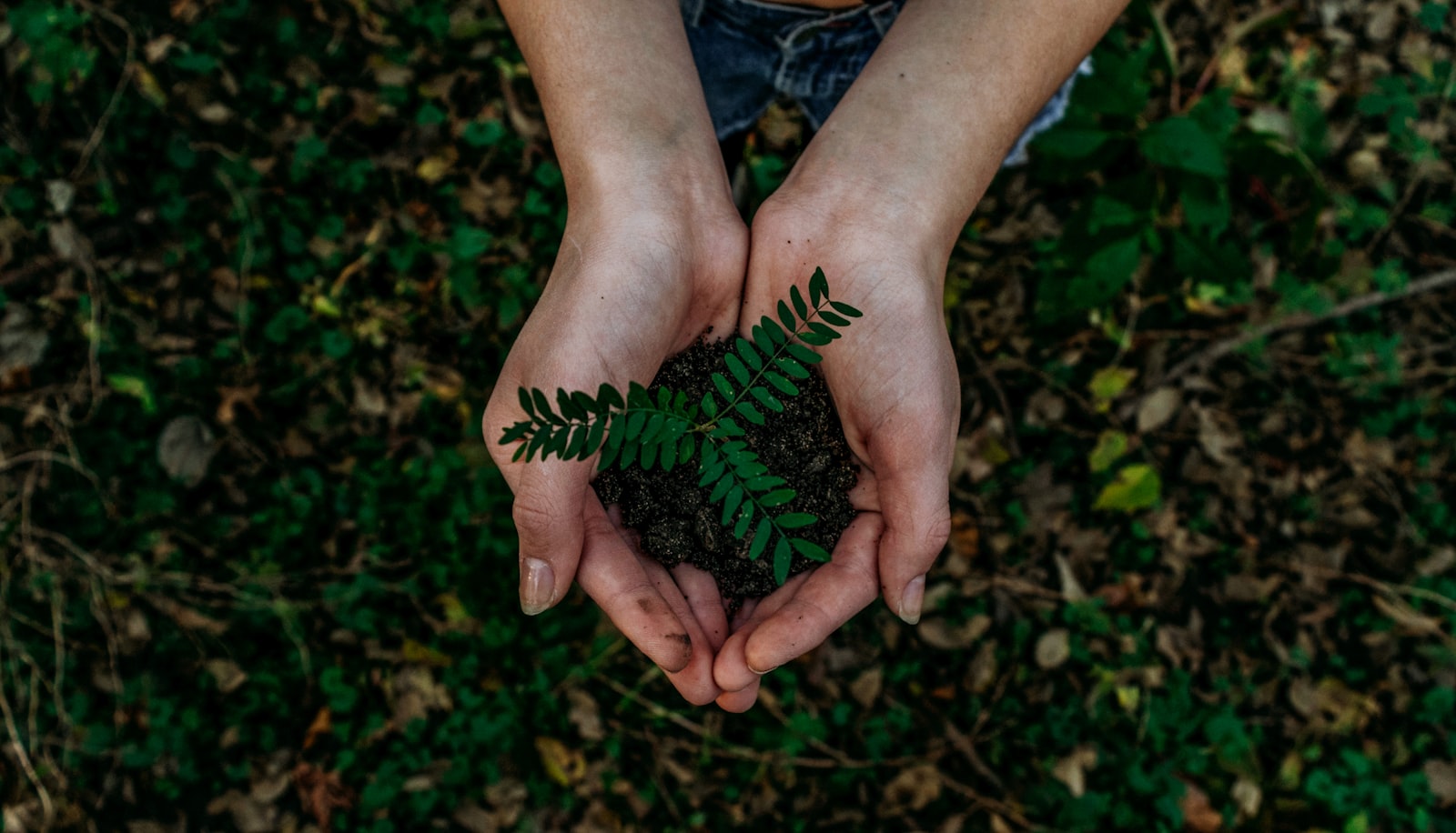 Hands holding a seedling in rich soil