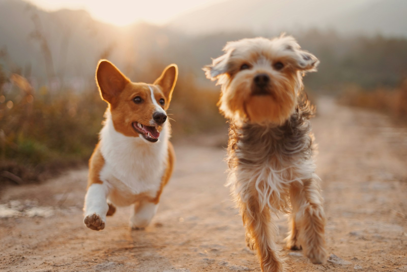 Two happy dogs running down a path at sunset